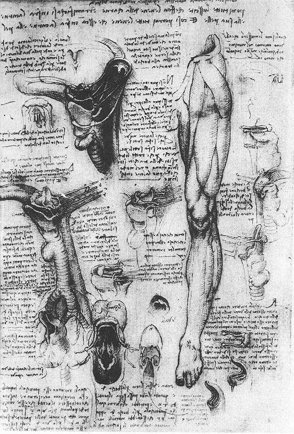 Conducts anatomy at Pavia